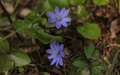 Palaute YVA-päivästä 2026